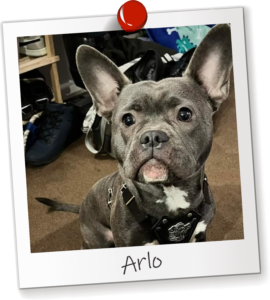 Arlo Office Dog