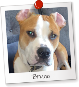 Bruno Office Dog