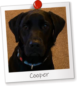 Cooper Office Dog