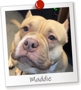 Office Dog Maddie