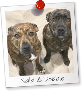 Nala and Dobbie Office Dogs