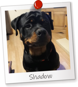 Shadow Office Dog