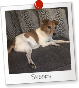 Snoopy Office Dog