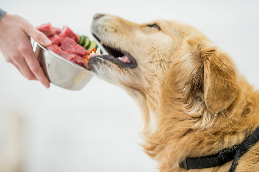 Why Raw Feeding Should be on Your Pet’s 2024 Checklist