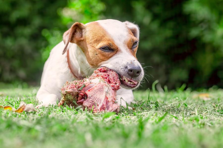 A white and brown puppy eating raw dog food on the grass