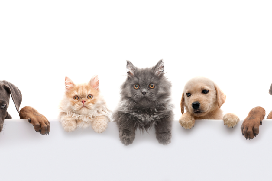 The Health Benefits of Raw Feeding for Pets: A Comprehensive Guide